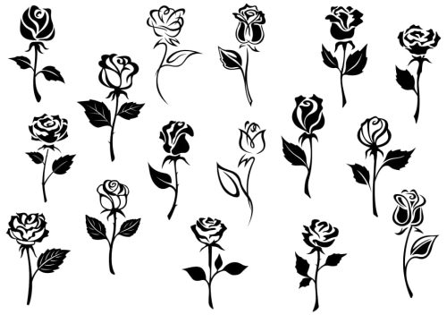 black and white rose