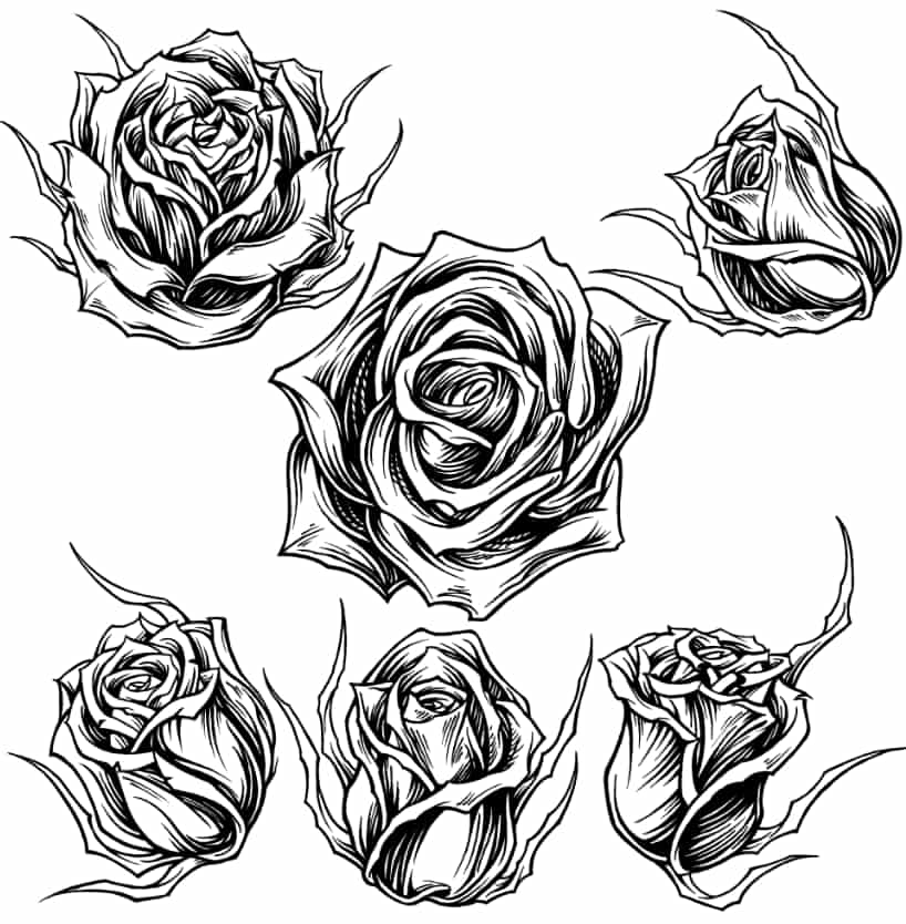 Stylish Rose vector Art eps File free download 2 Rose vector