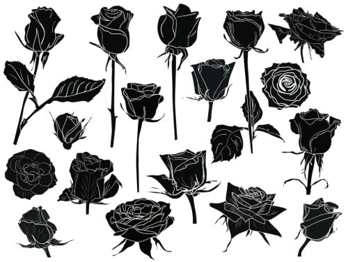 black and white roses