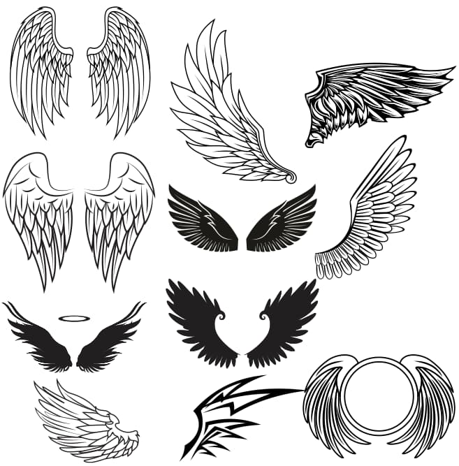 wings vector