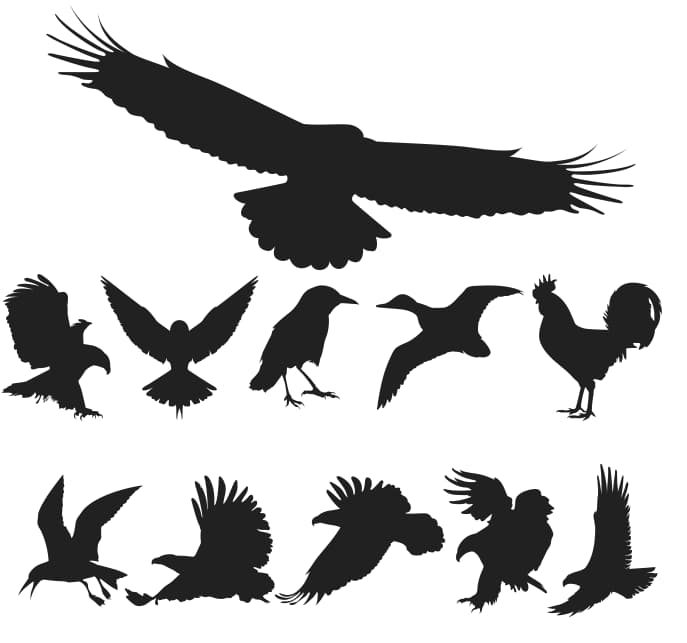free vector bird