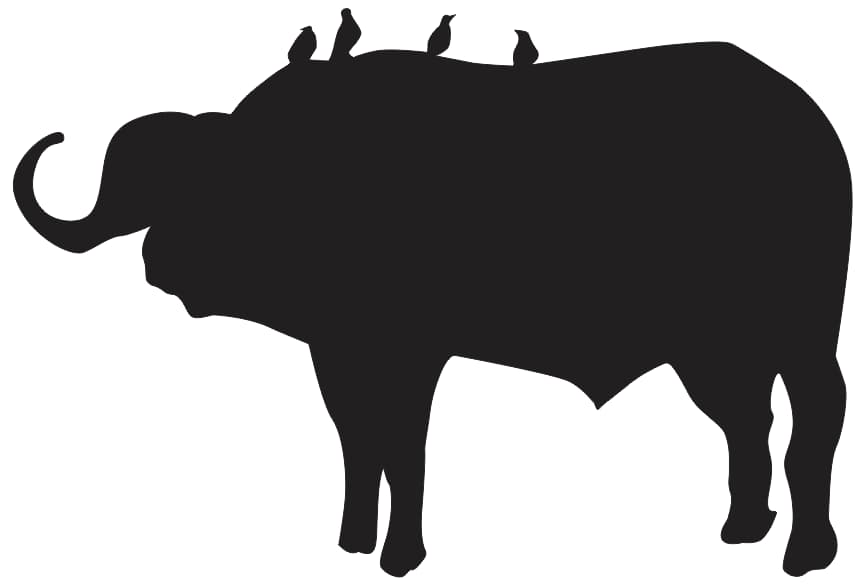 Buffalo Silhouette