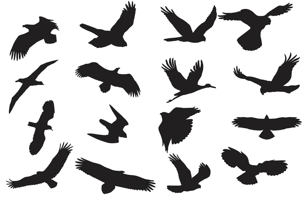 Bird Silhouette