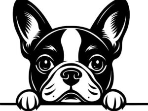 Cricut Boston Terrier SVG File